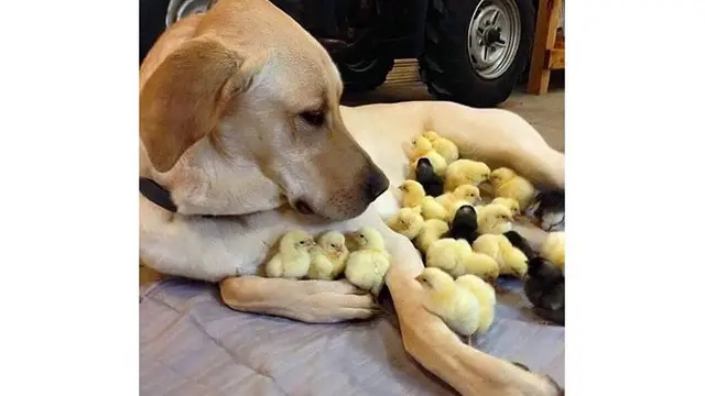 Tak Hanya Kucing Oranye, 7 Tingkah Laku Anjing Oranye Ini Bikin Tepuk Jidat