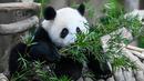 Panda betina Sheng Yi mencari makan di daun bambu di kandang panda di Kebun Binatang Nasional di Kuala Lumpur pada 25 Mei 2022. Sheng Yi yang dilahirkan pada 31 Mei tahun lalu kini berada dalam keadaan sehat dan telah mencapai berat melebihi 27 kilogram. (AFP/Mohd Rasfan)