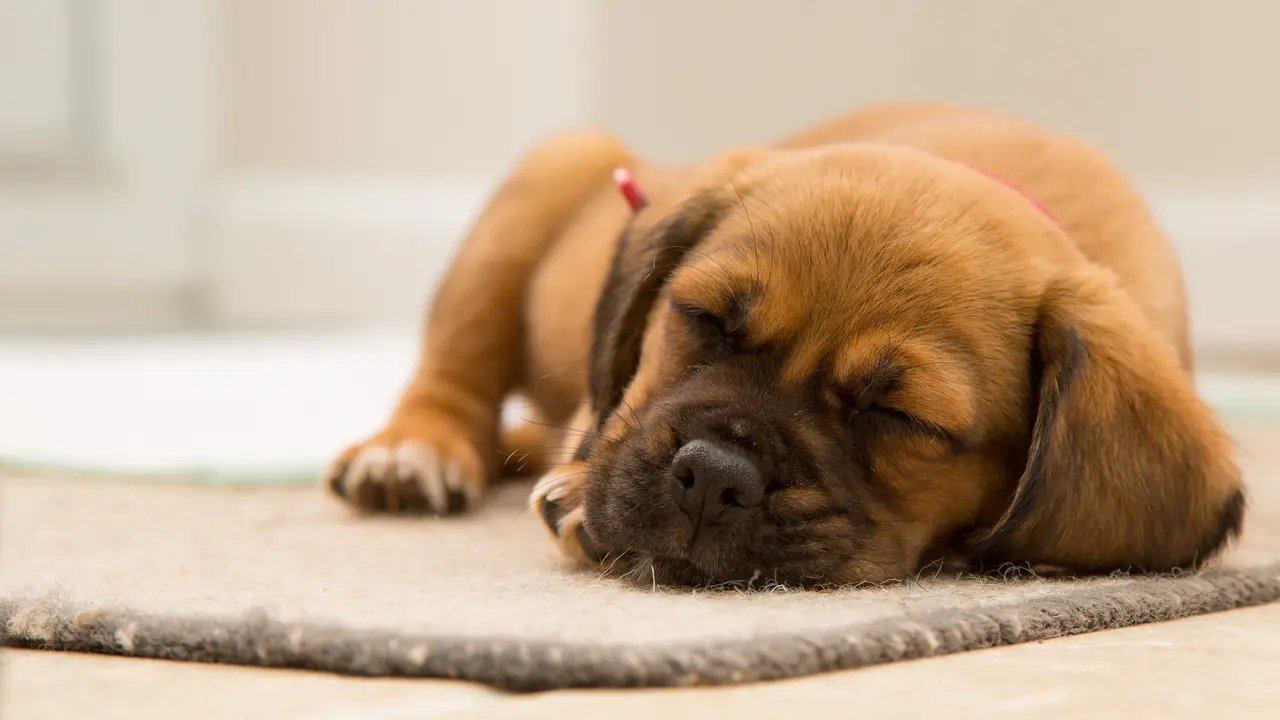 Ilustrasi anjing cokelat tidur