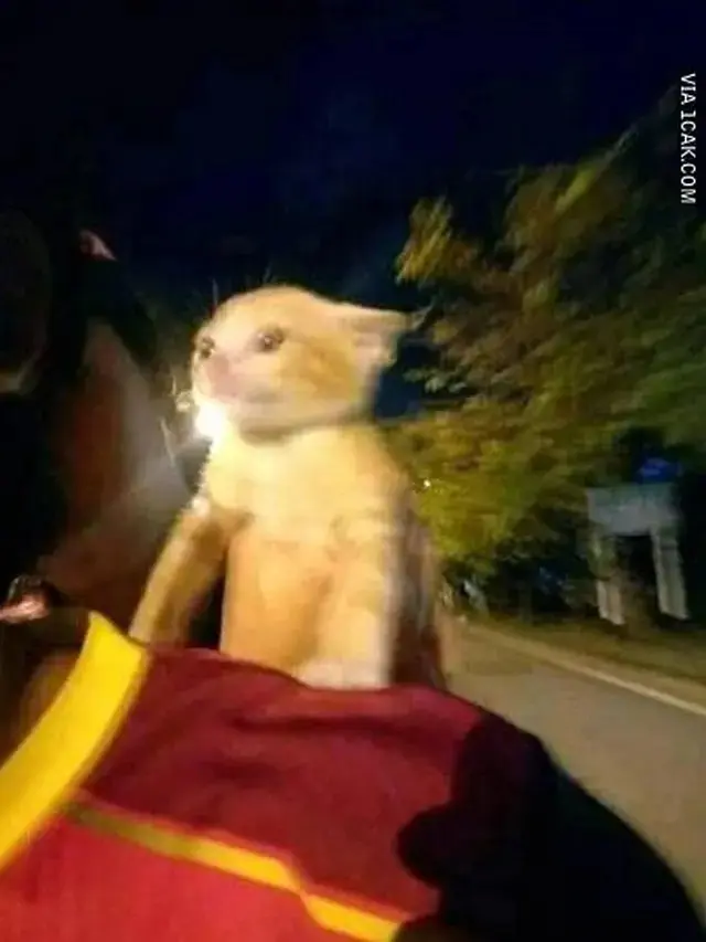 8 Momen Kocak Kucing saat Naik Motor Ini Bikin Geleng Kepala