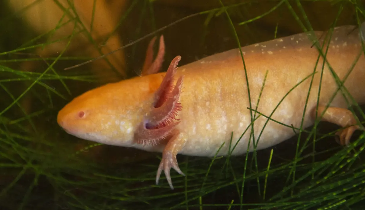 Seekor hewan sejenis amfibi Ajolote (Ambystoma mexicanum) berada dalam tangki ikan di pusat konservasi saat Ajolote Preservation Event di mana tindakan pelestarian spesies endemik yang terancam punah ini dibahas di Xochimilco, Mexico City, Meksiko, 16 Februari 2022. (CLAUDIO CRUZ/AFP)