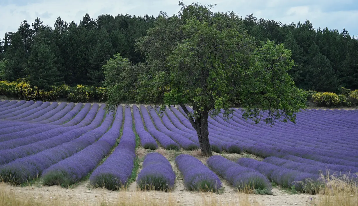 Ladang bunga lavender terlihat di kota Sault, Prancis selatan pada 8 Juli 2019. Layaknya hamparan luas karpet berwarna ungu, bunga lavender dipangkas rapi dan ditata sedemikian rupa. (Photo by Christophe SIMON / AFP)