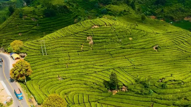 Perkebunan Teh Rancabali