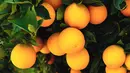 Buah jeruk juga mempunyai sifat melawan kanker. Buah jeruk kaya akan kandungan vitamin C, beta karoten, dan asam folat yang membantu dalam menghindari kanker. (Istimewa)