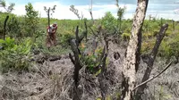 Salah satu lahan warga yang terbakar saat bencana kebakaran hutan dan lahan (karhutla) di Sumsel (Liputan6.com / Nefri Inge)