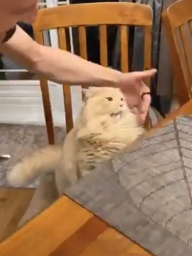 kucing