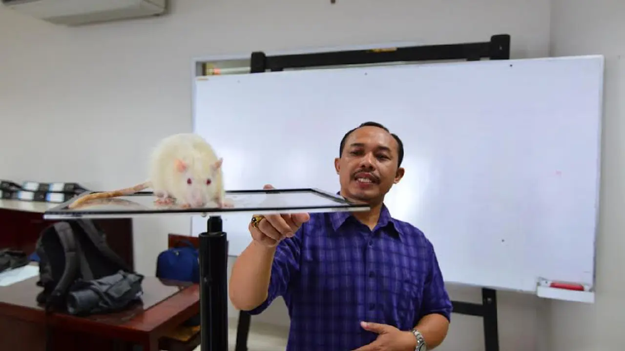 Alat Stres Tikus