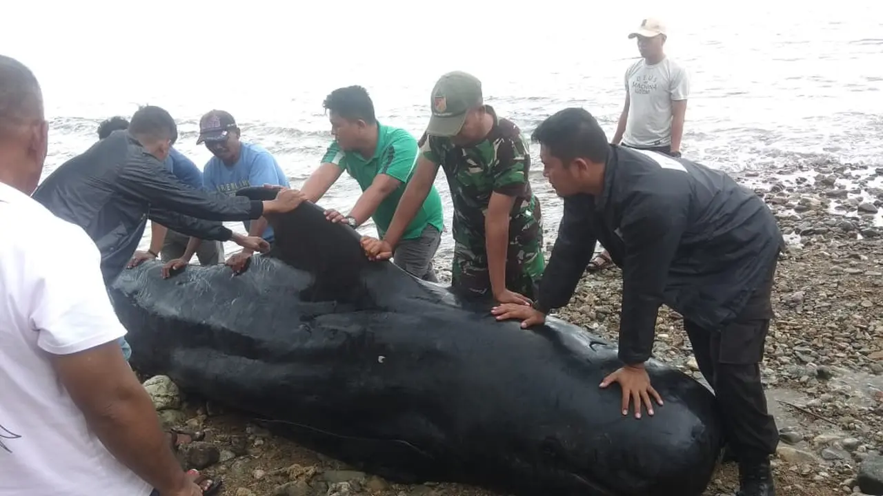 warga desa Tolotio berusahaa mengevakuasi bangkai Paus yang terdampaar pada Sabtu 4 Januari 2020. (Foto: Istimewa/Andri Arnold)