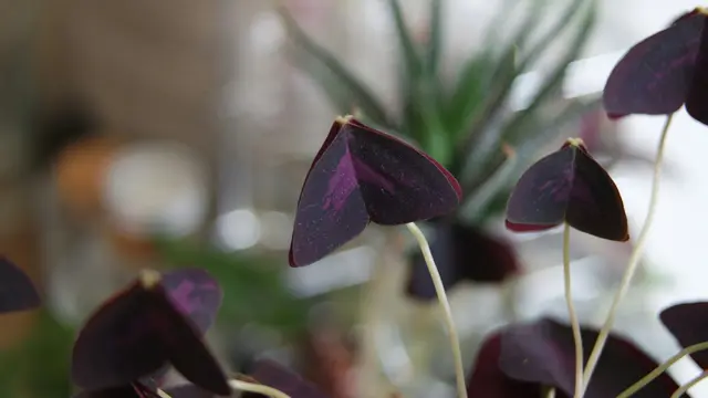 Oxalis
