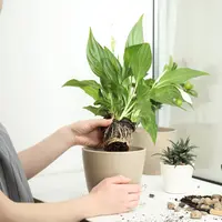 ilustrasi 5 Jenis Tanaman Herbal yang Bisa Menyembuhkan Kulit Gatal/New Africa/shutterstock