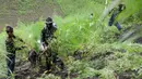 Petugas TNI memusnahkan tanaman ganja di sebuah ladang di Indrapuri, Aceh, Kamis (26/4). Tim gabungan Polri, TNI, dan BNN menemukan 9,9 hektare ladang ganja, 7 hektare di antaranya siap dipanen. (AFP/Chaideer Mahyuddin)
