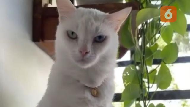 Chlowie Deretan Kucing Viral dengan Pengikut Terbanyak di Media Sosial