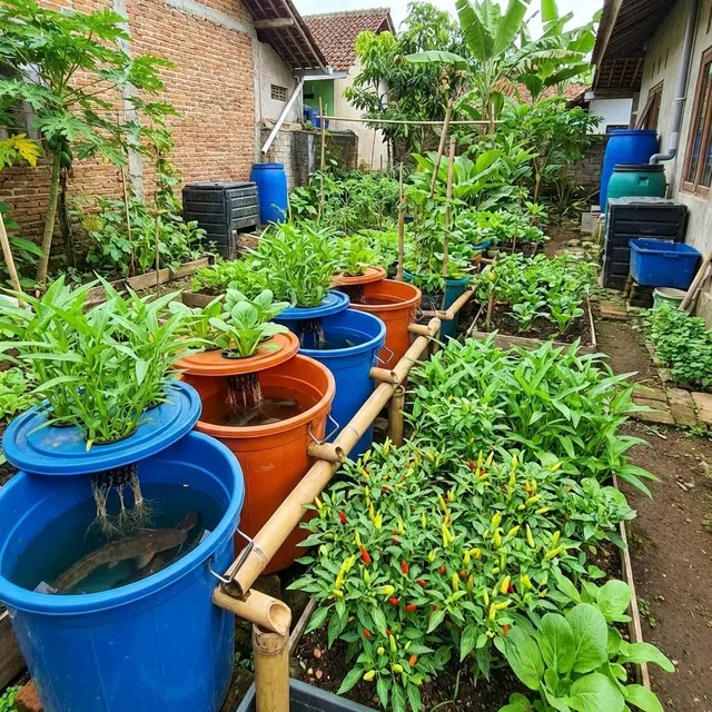 Ide Kebun Cabai Rawit dan Sayur Zero Waste Solusi Mandiri Pangan