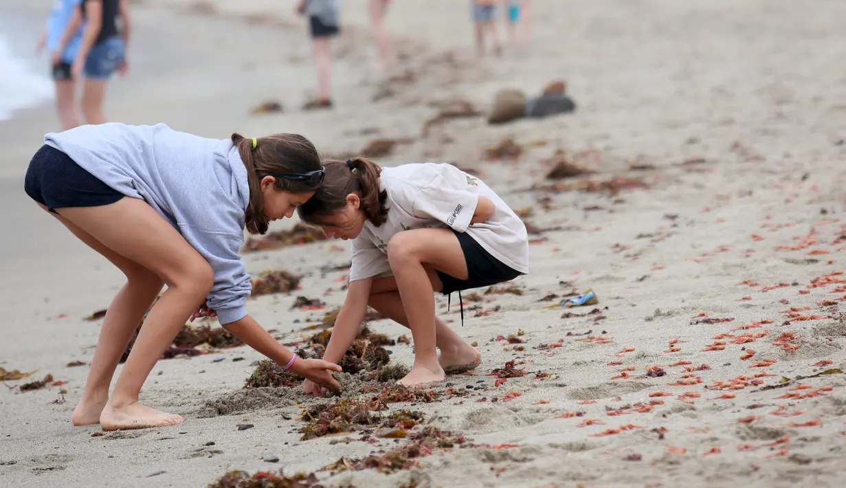 Pengunjung memeriksa beberapa dari ribuan kepiting yang terdampar di sepanjang pantai Dana Point, California, Rabu (17/6/2015). Kepiting-kepiting tersebut pada bulan Januari lalu pertama muncul di Newport Beach. (REUTERS/Sandy Huffaker)