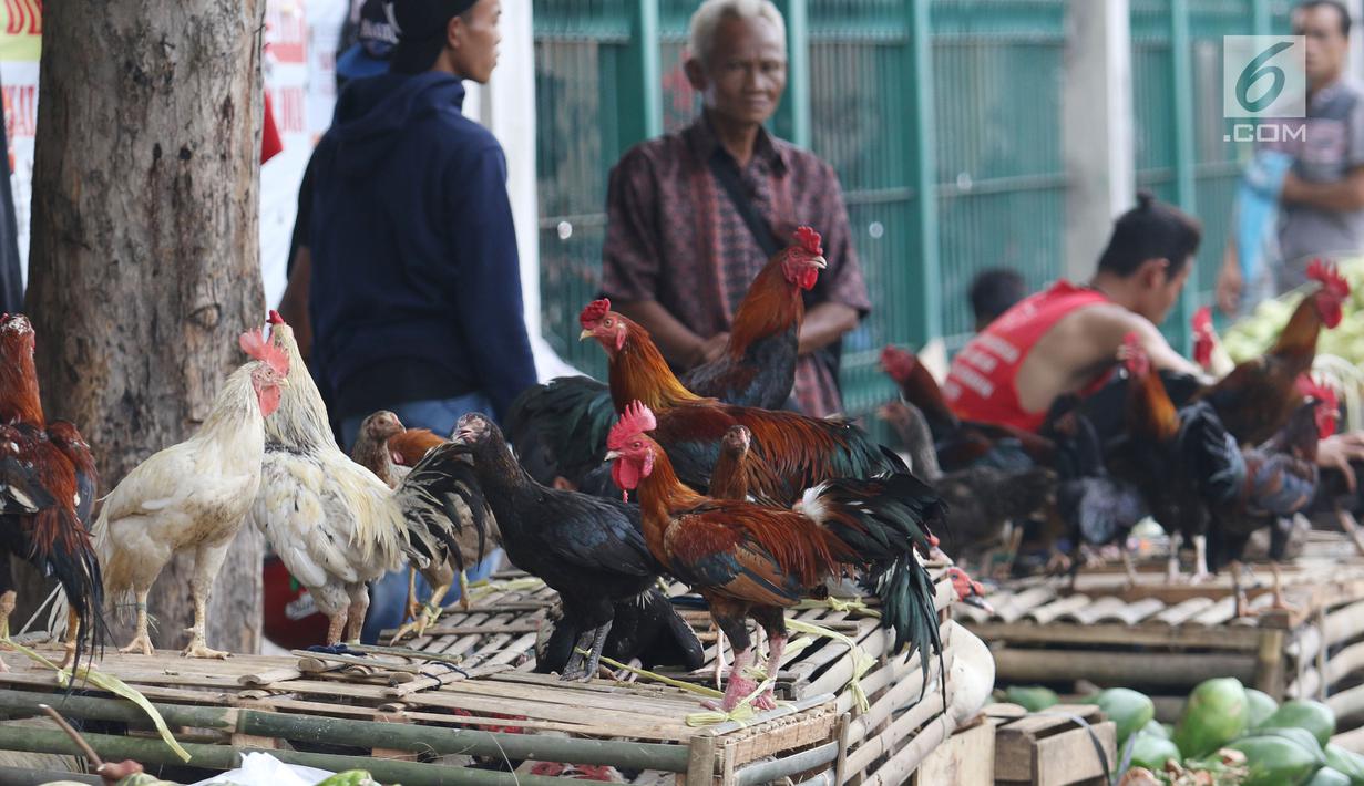 Pedagang tengah menjual ayam kampung di Jakarta, Selasa (12/6). Para pedagang ayam musiman tersebut menjual ayam dengan kisaran harga 100 ribu hingga 250 ribu untuk kebutuhan ayam potong lebaran. (Liputan6.com/Angga Yuniar)