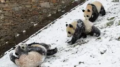 Beberapa ekor panda raksasa tampak asyik bermain usai salju turun di Pusat Konservasi dan Penelitian Panda Raksasa China basis Shenshuping di Cagar Alam Nasional Wolong, Provinsi Sichuan, China (17/12/2020). Panda-panda tersebut sangat menikmati turunnya salju untuk bermain. (Xinhua/Jiang Hongjing)