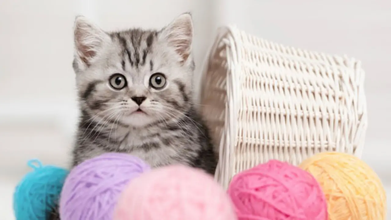 Foto: copyright thinkstockphotos.com