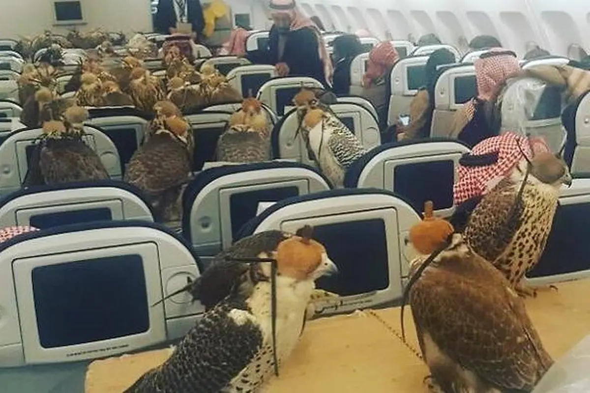Puluhan ekor burung elang jadi penumpang pesawat