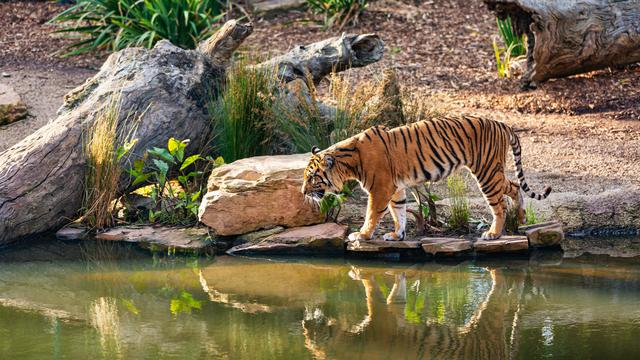 Arti Mimpi Digigit Harimau secara Umum