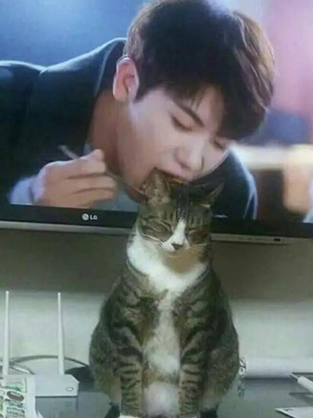 7 Tingkah Konyol Kucing Main dengan Benda Sekitar, Bikin Gemas