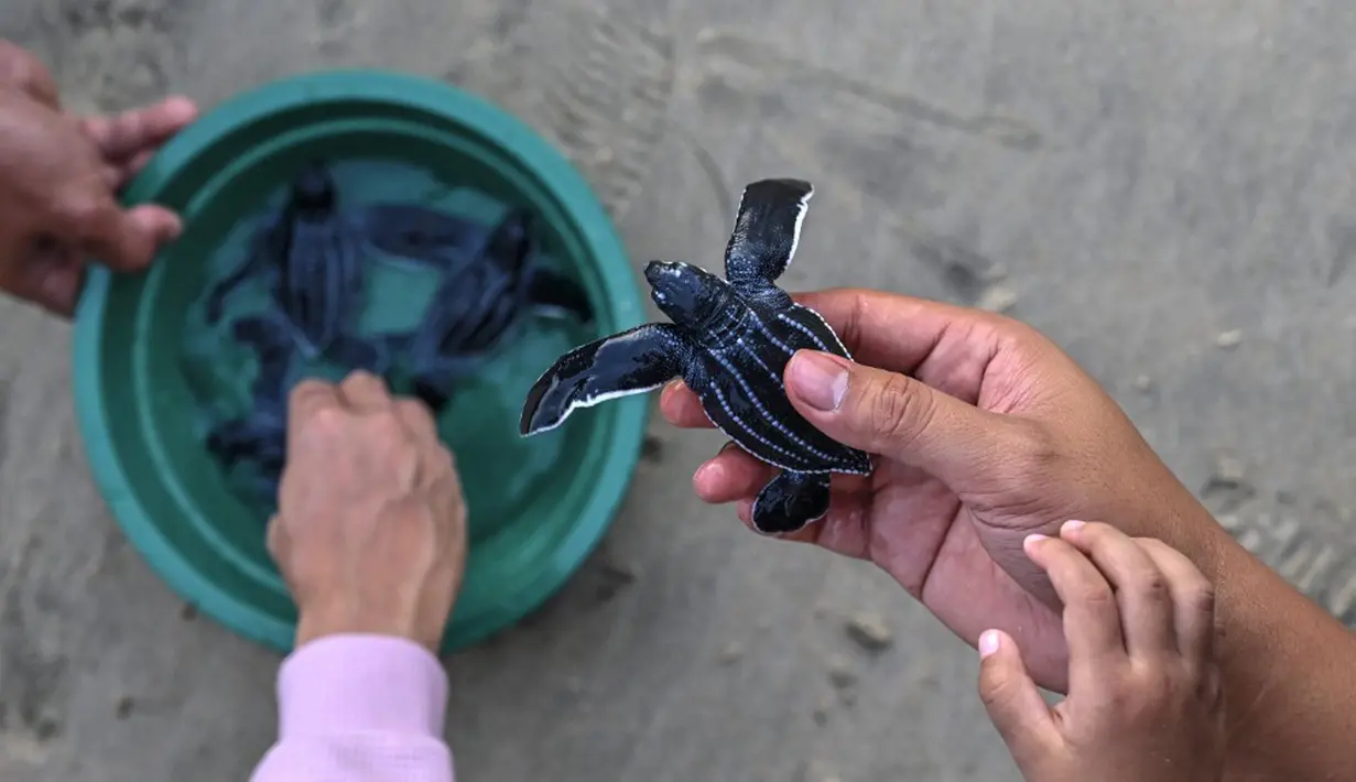 Terdapat dua jenis tukik di Lampuuk, yakni lekang dan belimbing. Namun hingga kini, yang masih mendominasi adalah tukik lekang. (CHAIDEER MAHYUDDIN/AFP)