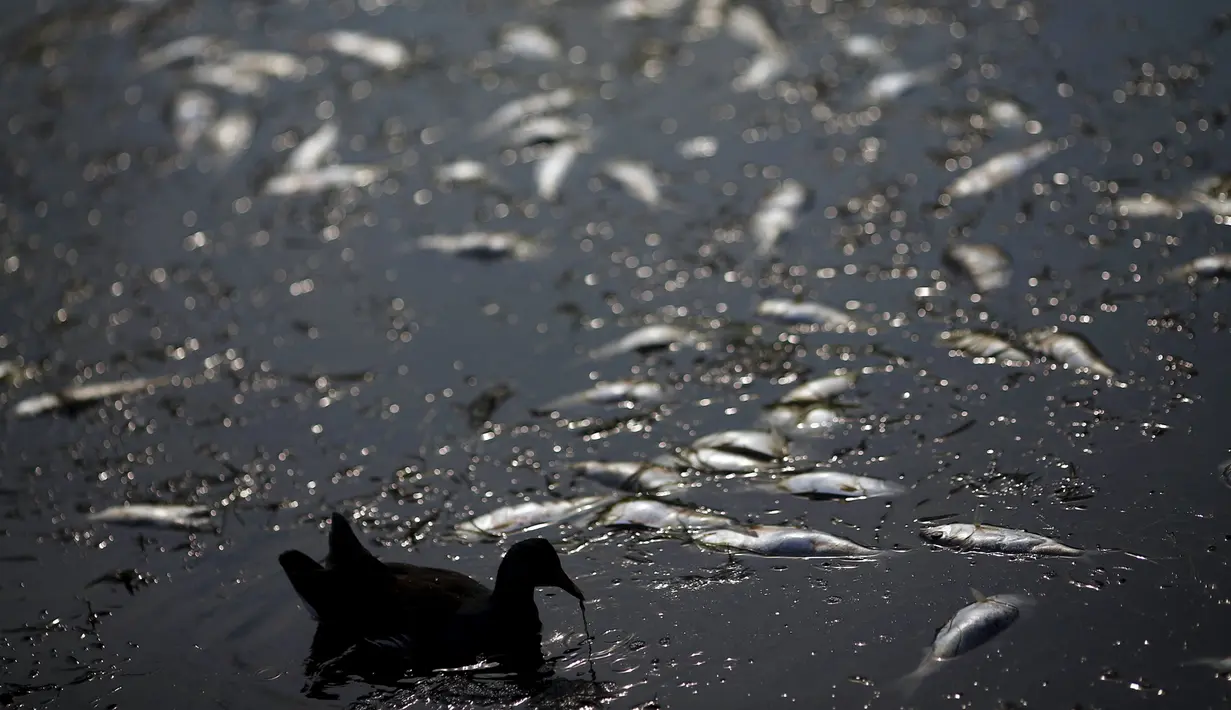 Seekor bebek berenang diantara ribuan ikan yang mati di arena latihan atlet dayung Laguna Rodrigo de Freitas, Rio de Janeiro, Brazil, Senin (13/4/2015). Ribuan ikan mati akibat air laut dingin masuk ke Laguna. (REUTERS/Ricardo Moraes)
