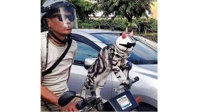 6 Potret Kucing Naik Motor Ini Bikin Geleng Kepala