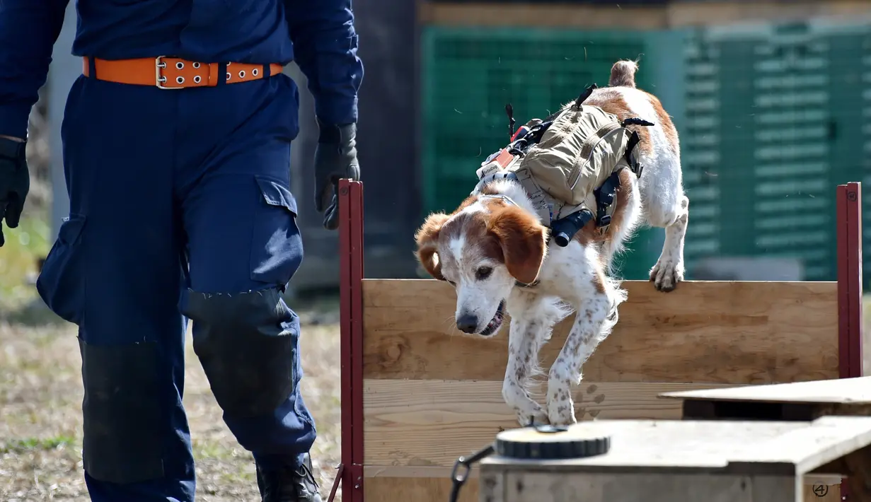 Gonta memakai ransel berisi live video feed dan GPS data saat berlatih dalam mencari korban di Fujimi, utara Tokyo (14/2/2016).  Seperti anjing penyelamat lainnya,Gonta mengandalkan naluri penciumannya untuk mencari korban. (AFP PHOTO/Bapak KAZUHIRO Nogi)