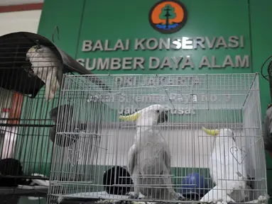 Petugas Balai Konservasi Sumber Daya Alam (BKSDA) menerima 7 burung kakaktua jambul kuning dan satu burung kakatua raja berwarna hitam yang tempatkan dikandang sementara di kantor BKSDA, Jakarta, Senin (11/5/2015). (Liputan6.com/Johan Tallo)
