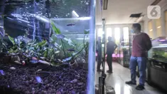 Pengunjung saat melihat koleksi ikan hias di salah satu kios Pasar Ikan Hias Johar Baru, Jakarta Pusat, Senin (30/5/2022). Kementerian Kelautan dan Perikanan (KKP) mencatat ekspor ikan hias Indonesia mengalami peningkatan signifikan pada periode tahun 2017–2021. (merdeka.com/Iqbal S. Nugroho)