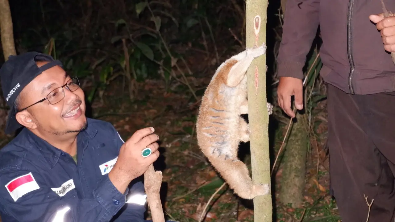 Didamping salah seorang petugas dari Pertamina, seekor Kukang Jawa langsung memanjat dan bergelayut di pohon setelah dilepasliarkan di hutan alam Talaga Bodas, Garut, Jawa Barat