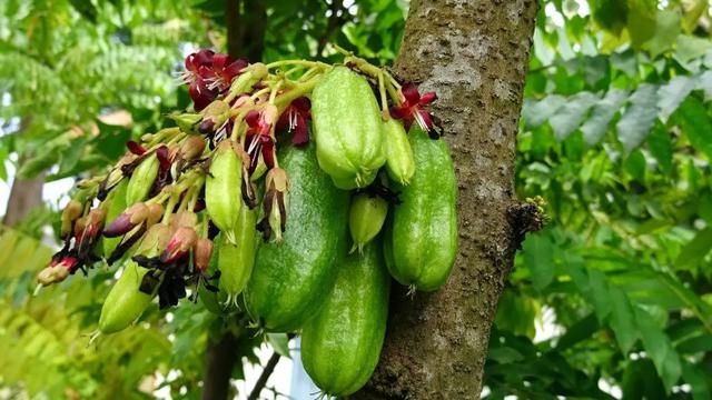 Ilustrasi belimbing wuluh