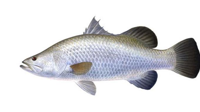 Mengenal Khasiat Ikan Kakap Putih Beauty Fimela com