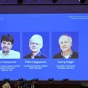 3 Ilmuwan Raih Nobel Kedokteran 2026 Berkat Terobosan Optogenetika