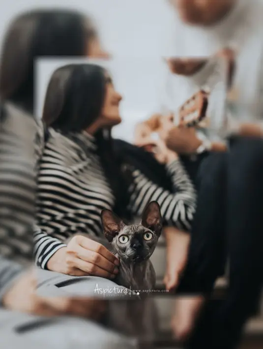 Kucing seakan menjadi saksi keromantisan dari Raditya Dika dan Anissa Aziza. Raditya Dika memang dikenal sebagai selebriti Indonesia yang suka dengan dengan kucing. (Foto: instagram.com/aldosinarta)