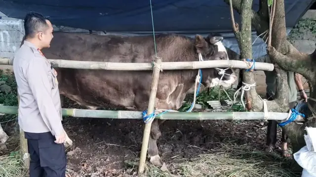 Kapolres Tasikmalaya AKBP Rimsyahtono nampak ikhlas merelakan sapi kesayangannya seberat 1,5 ton dikurbankan bagi warga Tasikmalaya, lusa. (Liputan6.com/Jayadi Supriadin)