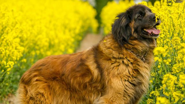 Leonberger