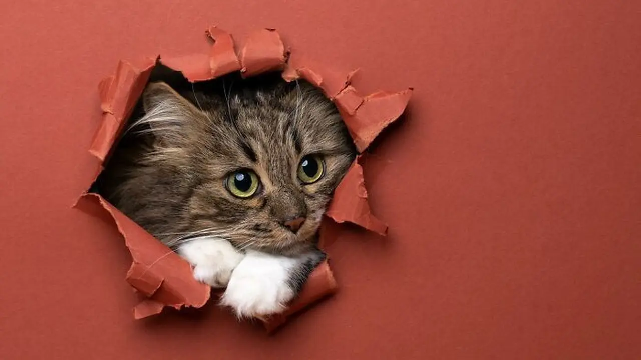 Ekspresi Kucing Lucu