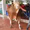 Pada Idul Adha kali ini, Masjid Istiqlal mendistribusikan langsung daging hewan kurban ke 30.000 titik. (Liputan6.com/Herman Zakharia)