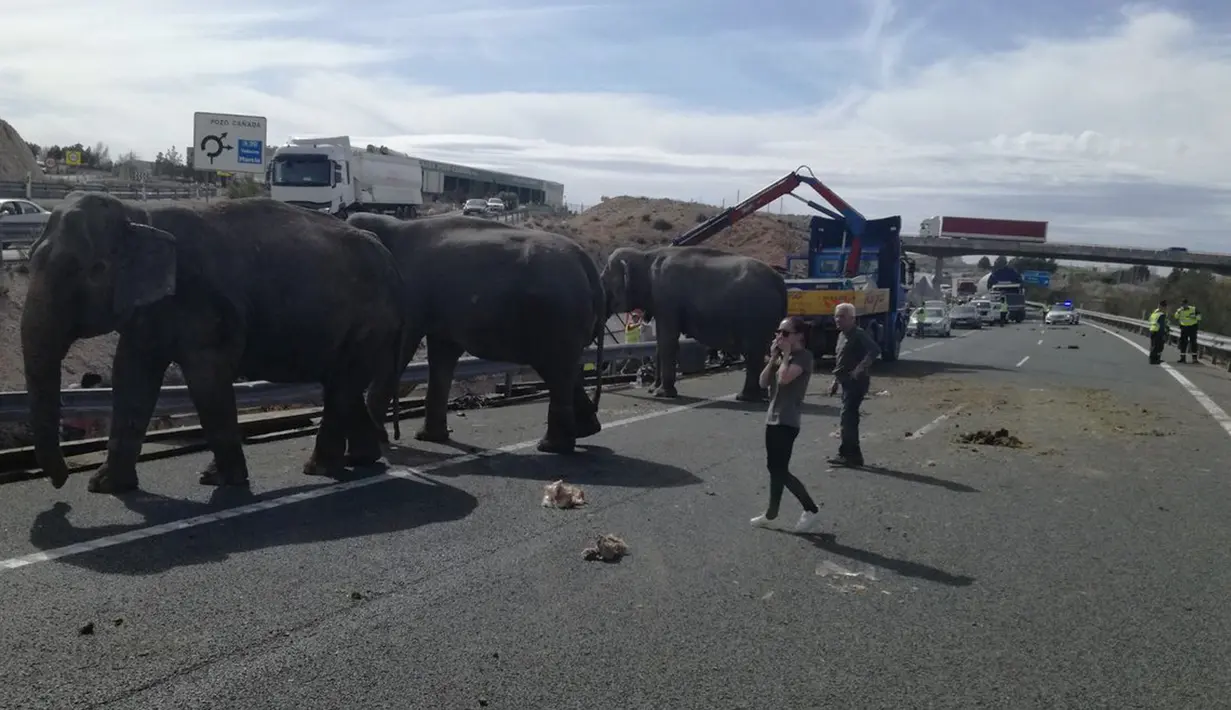 Sejumlah gajah sirkus kabur dari kendaraan pengangkut mereka yang mengalami kecelakaan di sebuah jalan raya Provinsi Albacete, Spanyol, Senin (2/4). Menurut polisi, satu dari lima ekor gajah mati karena luka yang dideritanya. (twitter.com/PoliciaAlbacete)