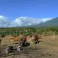 Suasana saat petani memberi pakan ternak sapi-sapi peliharaannya di kaki Gunung Agung, Tulamben, Bali (30/6). Sebelumnya, Gunung Agung mengalami erupsi pada Kamis, 27 Juni 2018. (Merdeka.com/Arie Basuki)