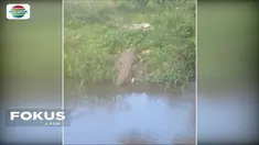 Sekelompok buaya berukuran besar muncul di saluran irigasi warga di Belitung Timur. Warga resah karena munculnya predator tersebut mengancam aktivitas para petani.