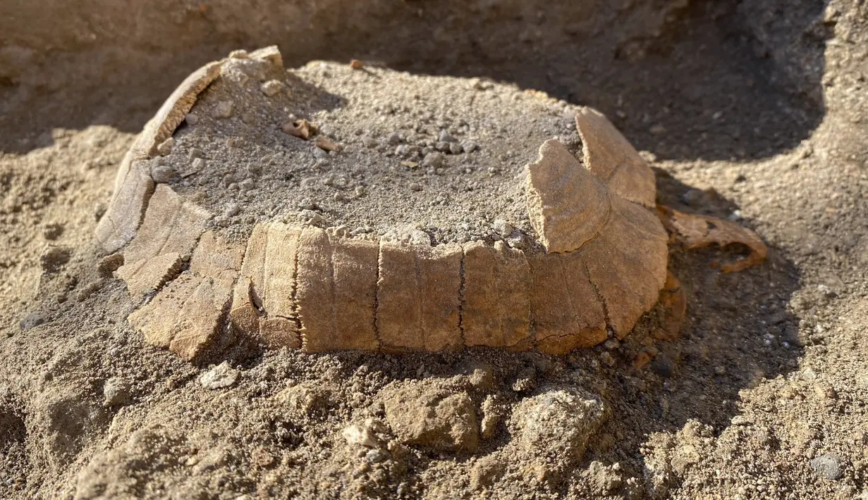 Fosil kura-kura dengan telur yang ditemukan di dalamnya dan berasal dari sekitar 2000 tahun yang lalu di area Terme Stabiane di Taman Arkeologi Pompeii dekat Napoli, Italia selatan, terlihat dalam foto tak bertanggal yang disediakan pada Jumat, 24 Juni 2022. (Pompeii Archaeological Park via AP)