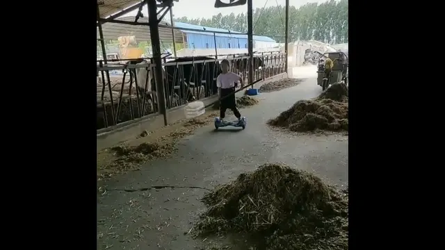 Kasih makan sapi