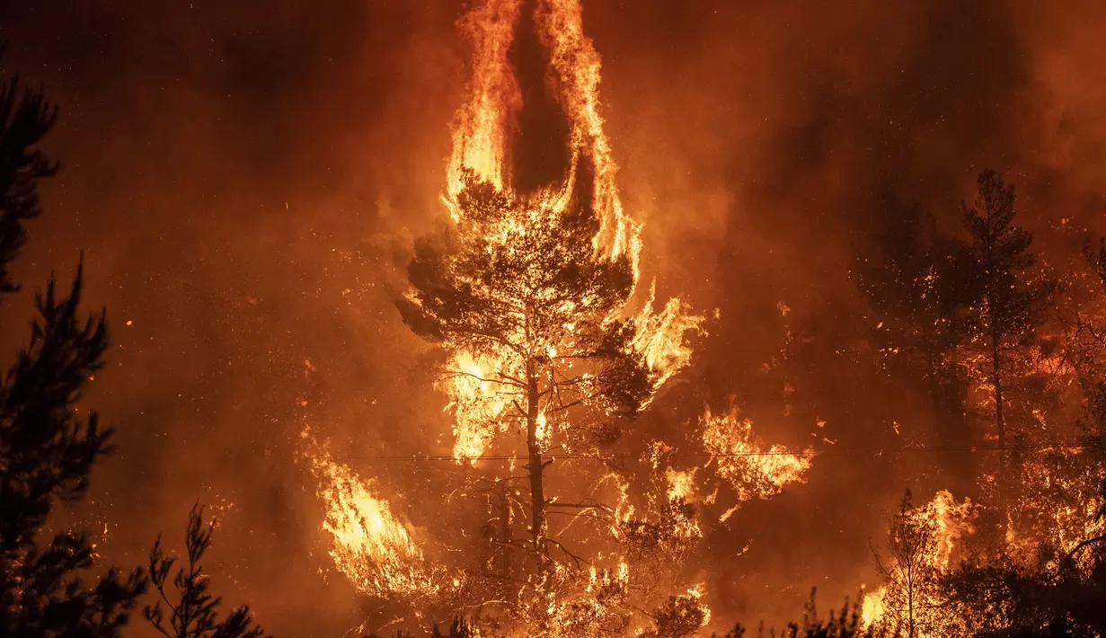 Kobaran Api saat melahap pepohan hutan di dekat desa Makrimalli di pulau Evia, timur laut Athena, Yunani (13/8/2019). Ratusan penduduk desa diungsikan pada 13 Agustus akibat kebakaran hutan yang terjadi. (AFP Photo/Angelos Tzortzinis)