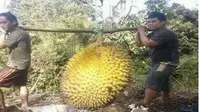 6 Penampakan Buah Ukuran Raksasa Ini Bikin Mata Melongo (YT Sisi Lain Dunia)