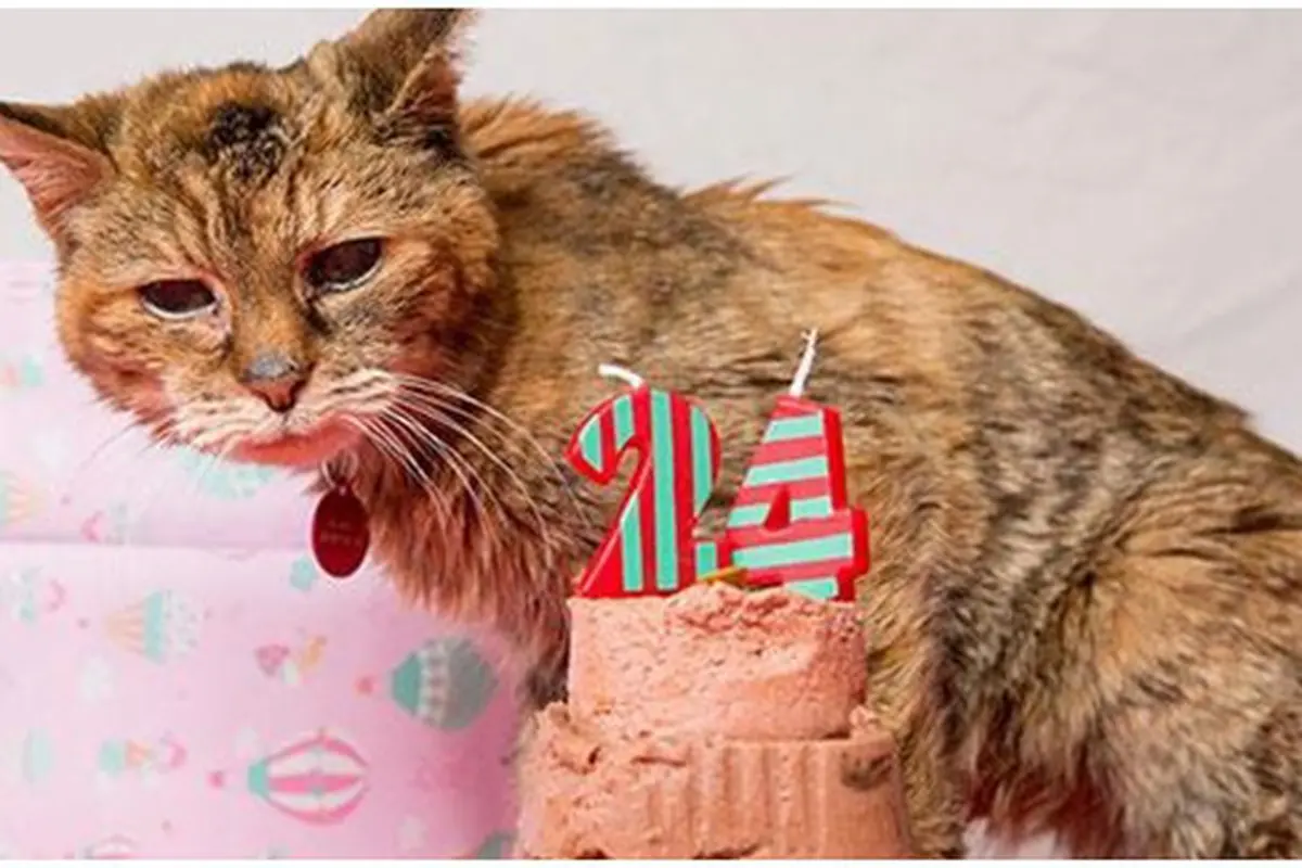 Foto: copyright boredpanda.com