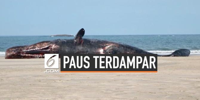 VIDEO: Bangkai Paus Sperma Sepanjang 17 Meter Ditemukan di Pantai