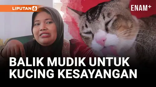 VIDEO: Kucing Hilang saat Mudik, Akhirnya Kembali Ditemukan!