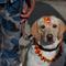 Personel kepolisian memberikan kalung bunga dan bubuk vermillion di dahi anjing polisi selama perayaan Tihar di Kathmandu, Minggu (27/10/2019). Festival ini merupakan bagian dari Festival Umat Hindu di Nepal, atau yang lebih akrab dikenal dengan sebutan Deepawali. (AP/Niranjan Shrestha)